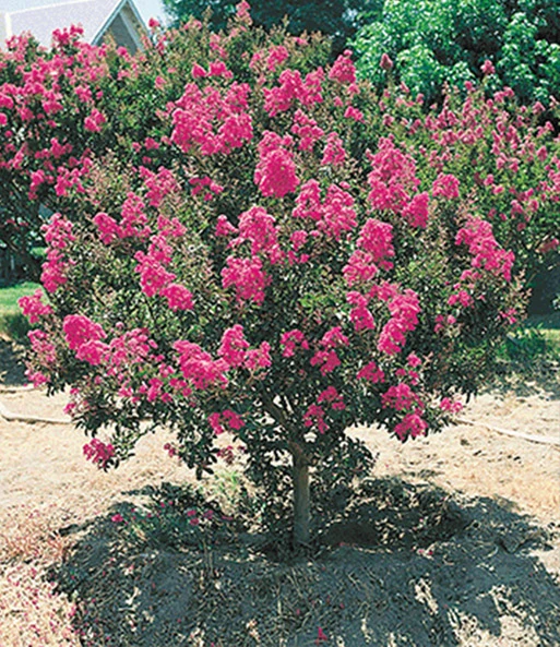 Bloeiende Struiken Collectie 5 Bloeiende Struiken Collectie - Afbeelding 3