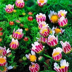 Bloeiende Bodembedekker Collectie 7 Bloeiende Bodembedekker Collectie -Exporteren Zaaid Tuin Winkel 8902125453342