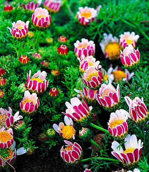 Bloeiende Bodembedekker Collectie 5 Bloeiende Bodembedekker Collectie - Afbeelding 3