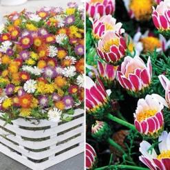 Bloeiende Bodembedekker Collectie