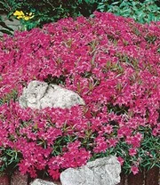 Collectie Bodembedekkers 5 Collectie Bodembedekkers - Afbeelding 3