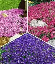 Collectie Bodembedekkers