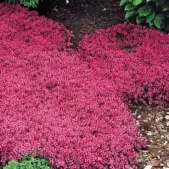 Bodembedekker Collectie Rood En Blauw 7 Bodembedekker Collectie Rood En Blauw -Exporteren Zaaid Tuin Winkel 8902126927902