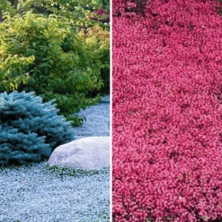 Bodembedekker Collectie Rood En Blauw