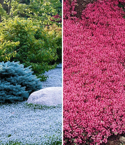 Bodembedekker Collectie Rood En Blauw 3 Bodembedekker Collectie Rood En Blauw