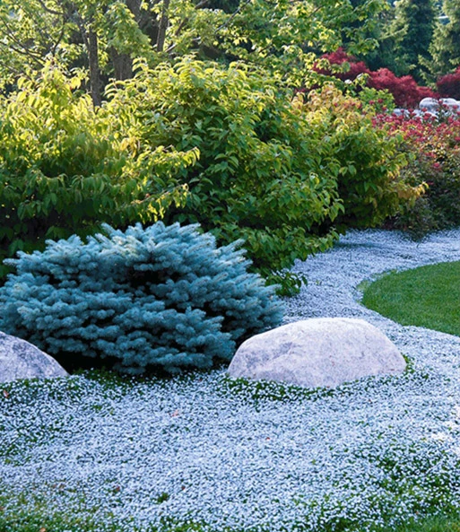 Bodembedekker Collectie Rood En Blauw 4 Bodembedekker Collectie Rood En Blauw - Afbeelding 2