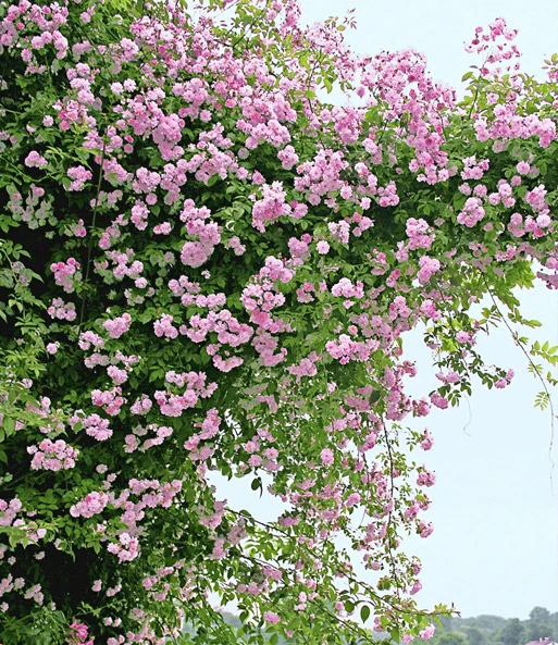 Collectie: Ramblerrozen 'blauw En Roze' 4 Collectie: Ramblerrozen 'blauw En Roze' - Afbeelding 2