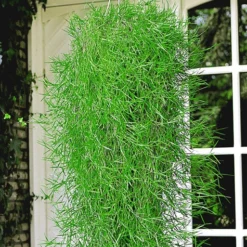 Balkon Collectie 7 Balkon Collectie -Exporteren Zaaid Tuin Winkel 8902129778718