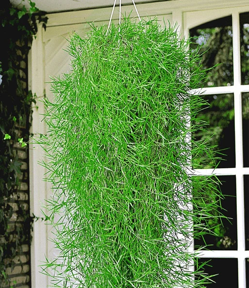 Balkon Collectie 5 Balkon Collectie - Afbeelding 3