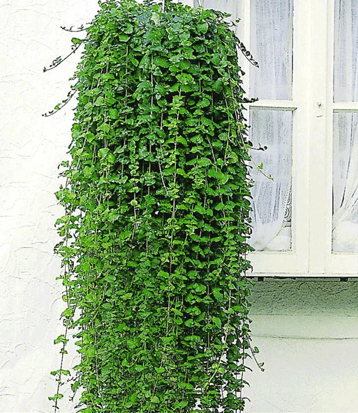 Balkon Collectie 4 Balkon Collectie - Afbeelding 2