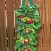 Twee Aardbeien Plantbuidels & 9 Hangaardbeien 1 Twee Aardbeien Plantbuidels & 9 Hangaardbeien -Exporteren Zaaid Tuin Winkel 8902136856606