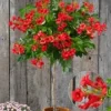 Campsis Stammetje 'Fire Trumpet Vine®',1 Plant -Exporteren Zaaid Tuin Winkel 8902173425694
