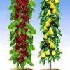 Zuilfruit Duo Peer & Kers 1 Zuilfruit Duo Peer & Kers -Exporteren Zaaid Tuin Winkel 8902183911454