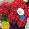 Tuinhortensia 'Ruby Tuesday®' 1 Tuinhortensia 'Ruby Tuesday®' -Exporteren Zaaid Tuin Winkel 8902219563038