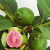 Echte Guave 2 Echte Guave -Exporteren Zaaid Tuin Winkel 8902221561886