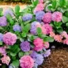 Hortensia 'L.A. Dreamin®' 1 Hortensia 'L.A. Dreamin®' -Exporteren Zaaid Tuin Winkel 8902294470686