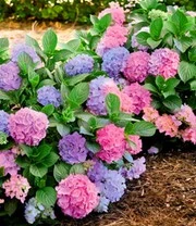 Hortensia 'L.A. Dreamin®'