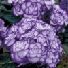 Hortensia 'Miss Saori Blue®' 2 Hortensia 'Miss Saori Blue®' -Exporteren Zaaid Tuin Winkel 8902295748638