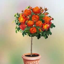 Rozenstam 'France Libre®'