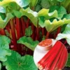 Doordragende Rabarber 'Livingstone' 2 Doordragende Rabarber 'Livingstone' -Exporteren Zaaid Tuin Winkel 8902337527838