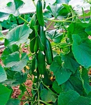 Geënte Snackkomkommer 'Minik' F1 & COMPO® SANA® Tomaten- En Groenteaarde 5 Geënte Snackkomkommer 'Minik' F1 & COMPO® SANA® Tomaten- En Groenteaarde - Afbeelding 3