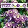 Clematis 'Taiga®' 2 Clematis 'Taiga®' -Exporteren Zaaid Tuin Winkel 8906958700574