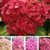 Vijf Kleuren Hortensia 'Together®' 2 Vijf Kleuren Hortensia 'Together®' -Exporteren Zaaid Tuin Winkel 8910729936926