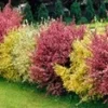 Brem Haag 'Tricolor' 1 Brem Haag 'Tricolor' -Exporteren Zaaid Tuin Winkel 8915340296222