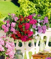 Geranium Mix 'Big 5' 5 Geranium Mix 'Big 5' - Afbeelding 3