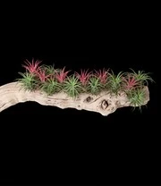 Tillandsia Collectie 5 Tillandsia Collectie - Afbeelding 3