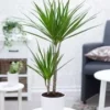 Dracena 'Marginata' Ca. 70-80 Cm Hoog 2 Dracena 'Marginata' Ca. 70-80 Cm Hoog -Exporteren Zaaid Tuin Winkel 8917876736030