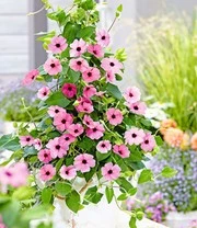 Thunbergia Collectie 4 Thunbergia Collectie - Afbeelding 3