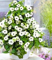 Thunbergia Collectie 5 Thunbergia Collectie - Afbeelding 4