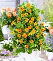 Thunbergia Collectie 6 Thunbergia Collectie - Afbeelding 5