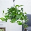 Hangplant Efeutute 1 Hangplant Efeutute -Exporteren Zaaid Tuin Winkel 8920964366366