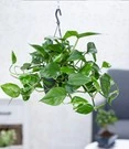 Hangplant Efeutute
