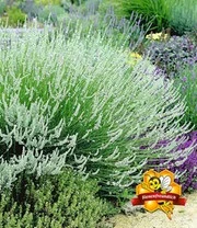 Winterharde Vaste Planten 'elegant In Wit' 5 Winterharde Vaste Planten 'elegant In Wit' - Afbeelding 3