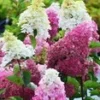 Tuinhortensia 'Fraise Melba®' 1 Tuinhortensia 'Fraise Melba®' -Exporteren Zaaid Tuin Winkel 8928321634334