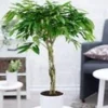 Ficus Amstel King Met Gevlochten Stam Ca. 110 Cm Hoog 2 Ficus Amstel King Met Gevlochten Stam Ca. 110 Cm Hoog -Exporteren Zaaid Tuin Winkel 8928950943774