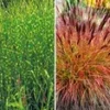 Onderhoudsvriendelijke Siergras Collectie -Exporteren Zaaid Tuin Winkel 8929300611102