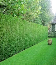 Hagen Collectie Voor Een Voordeelprijs 5 Hagen Collectie Voor Een Voordeelprijs - Afbeelding 3