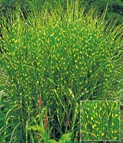 Onderhoudsvriendelijke Siergras Collectie 4 Onderhoudsvriendelijke Siergras Collectie - Afbeelding 2