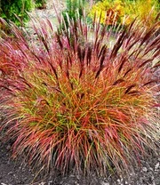 Onderhoudsvriendelijke Siergras Collectie 5 Onderhoudsvriendelijke Siergras Collectie - Afbeelding 3