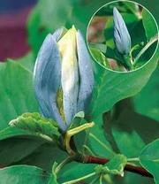 Magnolia Collectie Voor Een Voordeelprijs 5 Magnolia Collectie Voor Een Voordeelprijs - Afbeelding 3