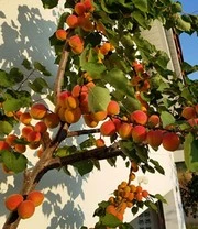 Zuilabrikoos 'Armi-Col®' 5 Zuilabrikoos 'Armi-Col®' - Afbeelding 3