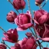 Magnolia 'Genie® ' 2 Magnolia 'Genie® ' -Exporteren Zaaid Tuin Winkel 8933384683550