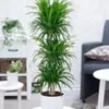 Dracena Reflexa '3 Etages' Ca. 120-130 Cm Hoog 1 Dracena Reflexa '3 Etages' Ca. 120-130 Cm Hoog -Exporteren Zaaid Tuin Winkel 8936725872670