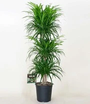 Dracena Reflexa '3 Etages' Ca. 120-130 Cm Hoog 5 Dracena Reflexa '3 Etages' Ca. 120-130 Cm Hoog - Afbeelding 3