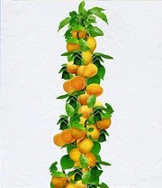 Fruit Voor Het Balkon & Terras 6 Fruit Voor Het Balkon & Terras - Afbeelding 4