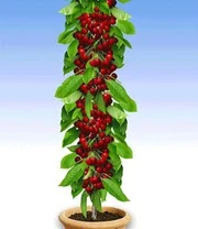 Fruit Voor Het Balkon & Terras 7 Fruit Voor Het Balkon & Terras - Afbeelding 5